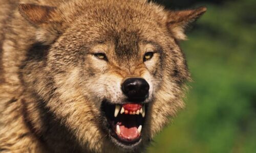 Chorvatsko děsí vlci. Mají se čeští turisté bát? Šelmy se pohybují u oblíbených pláží