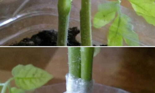 Pestovanie paradajok týmto spôsobom mi ZDVOJNÁSOBIL úrodu a susedia len ticho závidia: Stačí urobiť TOTO a košíky vám v lete nebudú stačiť!