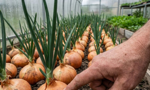 Moja stará mama vždy vedela, ako pripraviť cibuľky pred sadením: Tento zabudnutý postup dnes používajú už len tí najlepší záhradkári.