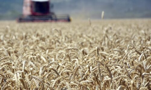 Slovenskí farmári hlásia mimoriadny rok. Úroda pšenice a zemiakov výrazne narástla