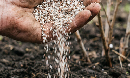 Vzdal som sa hnoja v záhrade a výsledok je neskutočný: Táto domáca zmes funguje oveľa lepšie a úrodu mi teraz závidí celá ulica!