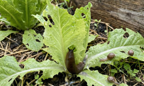 Slimáky sa mojej záhrade vyhýbajú oblúkom a susedia len ticho závidia: Záhradkár mi prezradil, ktoré rastliny vytvoria nepreniknuteľný štít!