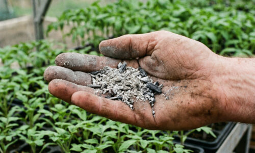 Ako pracovať s popolom pri hnojení rajčín? Má to množstvo výhod, ale na TOTO si musíte dať pozor, inak si úrodu nadobro zničíte!