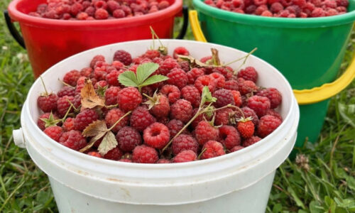 Stačí pár gramov tejto lacnej suroviny a vaše malinčie sa zmení na nepoznanie: Pozrite sa, čo všetko dokáže správna jarná výživa.
