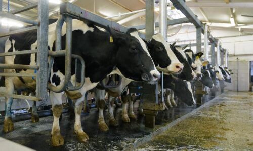 Rusko reorganizuje výrobu veterinárnych vakcín, reaguje na epidémiu pasteurelózy