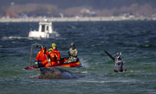 Šťastný konec záchrany velryby. Keporkakovi se podařilo dostat v Německu do hluboké vody