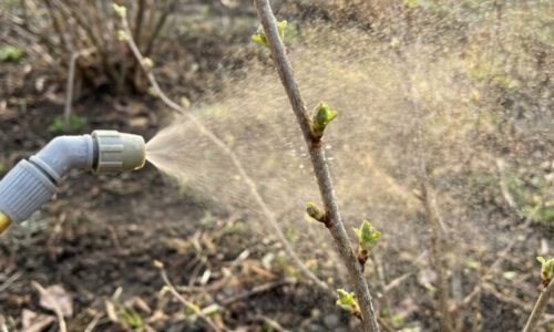 Moja babička striekala ríbezle týmto smradľavým zázrakom a úroda bola rekordná: Stačí jedna surovina zo špajze a škodcovia nemajú šancu!