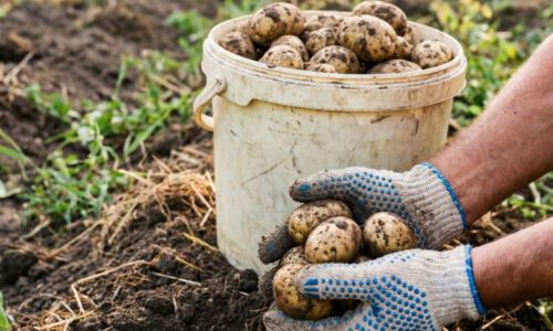 Z jednej rastliny vytiahnete až dve vedrá zemiakov: Tento farmársky trik vám ich zabezpečí úplne zadarmo.
