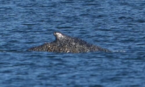 Uvízlá velryba z Baltu je zachráněna. Pluje volně mořem
