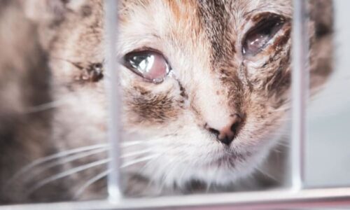 Smutná dohra případu týraných koček z Teplic: Vyhublé kotě boj o život prohrálo