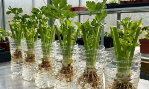 Objavil som metódu pestovania zeleru, ktorá popiera zákony záhradkárstva: Žiadna pôda, žiadne hnojenie, len čistá voda a trocha plastu.