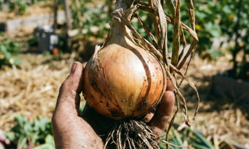 Metóda 3:15 poráža všetky ostatné a stala sa mojou najobľúbenejšou: Cibule sú po nej hrubé ako päsť a úrodu zbieram do veľkých košíkov!