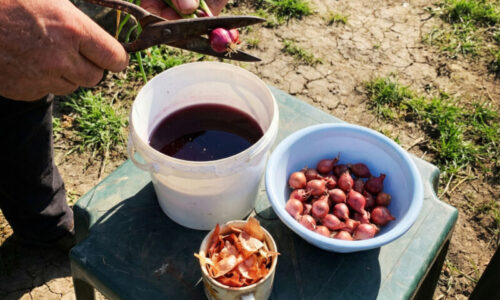 Šokujúco jednoduchý kúpeľ pre vaše sádzačky: Zbavte sa chorôb a škodcov skôr, než cibuľu vôbec vložíte do zeme.