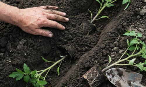 Väčšina ľudí to robí úplne naopak a prichádza o kilá plodov: Odhalte fintu skúsených pestovateľov, ktorá nestojí ani cent navyše.