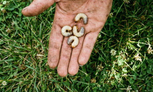 Susedia si mysleli, že mi vysychá tráva, no pravda bola oveľa desivejšia: Títo nenásytní podnájomníci vám zožerú trávnik za pár nocí!
