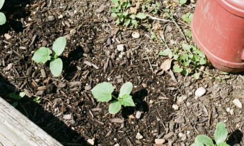Susedia sa smiali, keď som varil červenú kapustu: Keď uvideli moju úrodu uhoriek a paradajok, okamžite chceli poznať tento tajný recept!