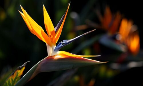 Your Guide to Scoring LA28 Olympics Tickets