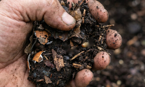 Prečo váš kompost smrdí a vôbec sa nemení? Stačí pridať túto jednu nenápadnú ingredienciu z kuchyne a proces sa okamžite rozbehne.