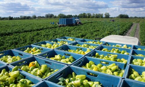 Obľúbená zelenina mizne zo slovenských polí. Výmera klesla päťnásobne, farmári vysvetľujú prečo
