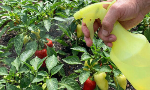 Týmto postriekajte vaše sadenice paprík a sledujte ten zázrak: skrytá hrozba v záhrade zmizne skôr, než stihne zničiť celú vašu úrodu!