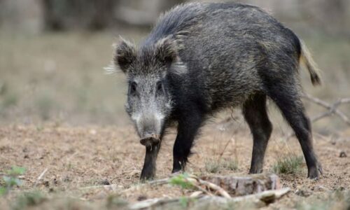 Vážná nákaza u českých hranic: Tvrdě nás to zasáhlo, přiznala ministryně o moru prasat
