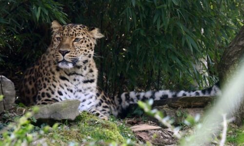 Radost v olomoucké zoo: Narodila se trojčata kriticky ohroženého levharta mandžuského