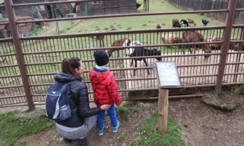 Košická ZOO chystá veľkonočný program plný zážitkov, zároveň otvorí aj 40. sezónu