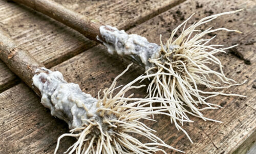 4 prírodné stimulanty vám za hodinu obsypú aj motyku korienkami! tajomstvo, ktoré v záhradníctvach taja, aby ste kupovali drahú chémiu!