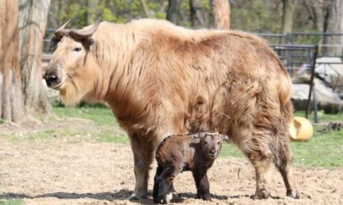 Unikát v bratislavskej ZOO, narodilo sa mláďa takina zlatého, jedného z najvzácnejších druhov – VIDEO, FOTO