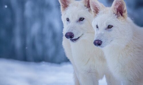 Pravlky obrovské má následovat oživení dalších obrů. Jak se firma staví k návratu dinosaurů?