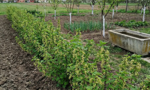 Máte v komore obyčajný škrob? Ak ho použijete v správnom čase, vaše ríbezle nebudú mať v celej dedine žiadnu konkurenciu.