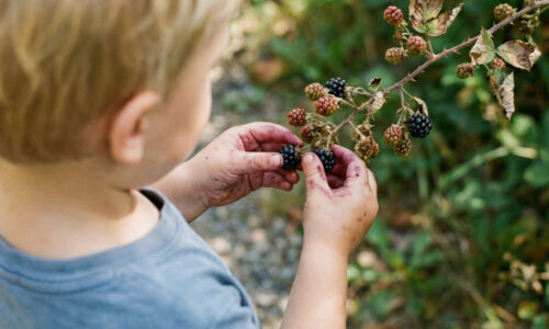 Vyhral dokonca aj nad malinami a ovládol slovenské záhrady: Tento beztŕňový ker vás ohromí gigantickou úrodou bez jediného škrabanca!