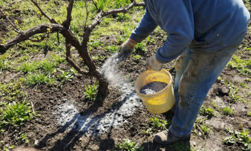 Máte na záhrade vinič? Ak v apríli vynecháte tento kritický úkon, pripravte sa na boj s chorobami, ktoré už žiadna chémia v lete nezastaví.