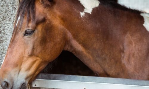 Smutná zpráva ze světa koní. Zemřel oblíbený překážkový jezdec, který vyhrával v Chuchli