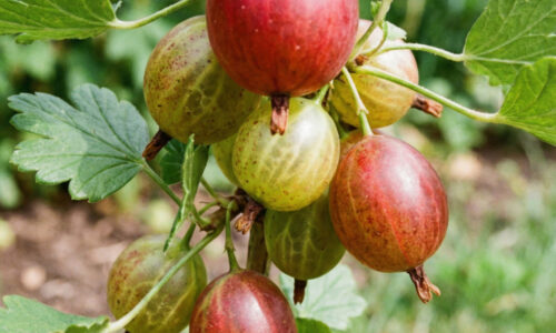 Zabudnite na chémiu aj dopichané ruky: Tento zázračný ker rodí kilá sladkých plodov úplne sám a chorobám sa len smeje do tváre!