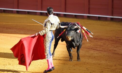 Horor v aréně: Toreadora v Malaze nabral býk na roh. Vážným zraněním na místě podlehl