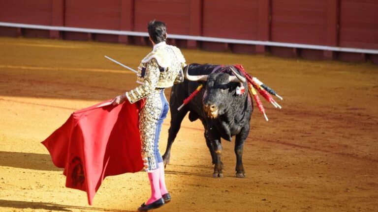 Horor v aréně: toreadora v malaze nabral býk na roh. vážným zraněním na místě podlehl
