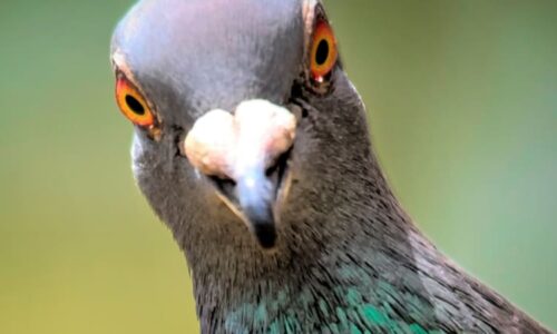 Nasypeš, zaplatíš. Za krmení holubů v České Lípě nově hrozí vysoké pokuty