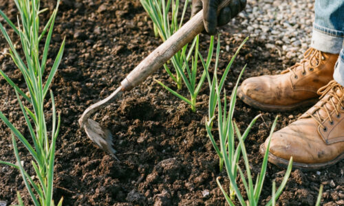 Päť zlatých pravidiel, ktoré premenia váš záhon na raj plný vitamínov: ako dosiahnuť, aby bol cesnak pýchou vašej tohtoročnej záhrady?
