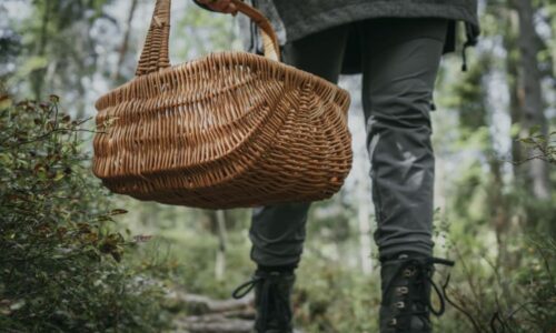 Houbařské žně startují. Lidé se chlubí plnými košíky oblíbeného druhu, který roste v houfech